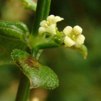 Rubia cordifolia L.